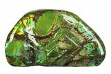 Iridescent Ammolite (Fossil Ammonite Shell) - Brilliant Green #275080-1